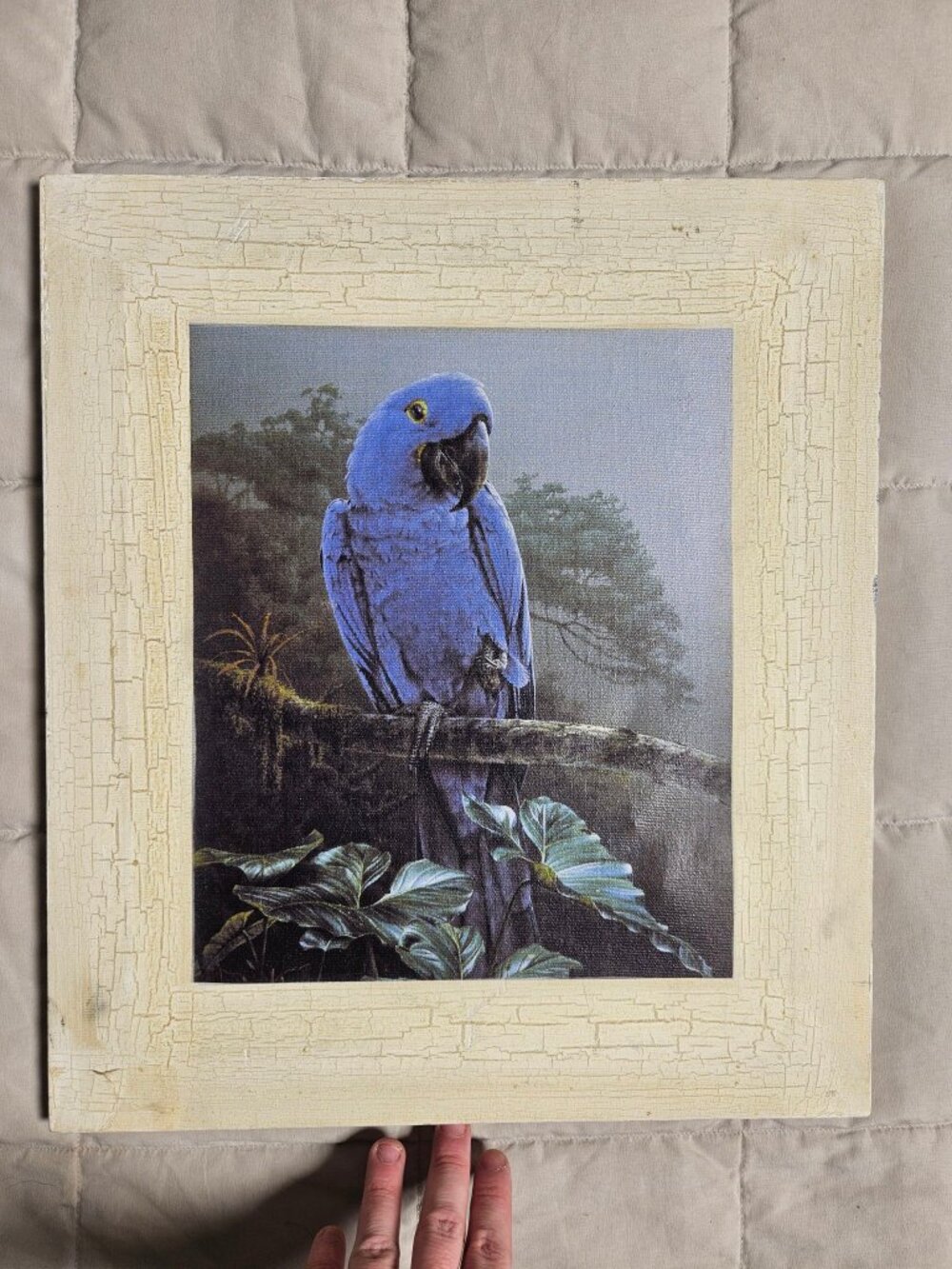 Blue Macaw Parrot Framed Canvas Print Crackle Wood Frame Wall Art